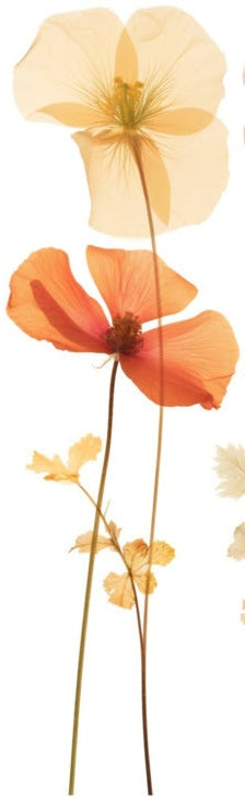 Pressed flowers – Three translucent poppies