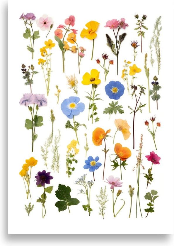 Pressed flowers – Colorful wildflower rows