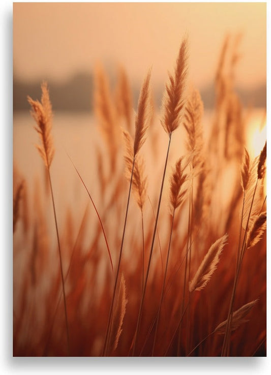 Reeds – Sunrise over reed-lined lake – poster