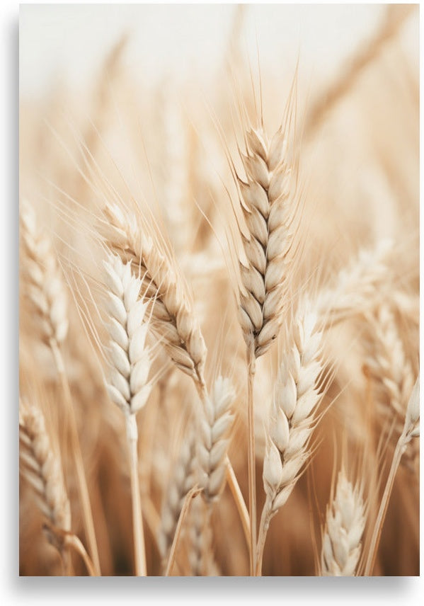 Wheat – Morning close-up